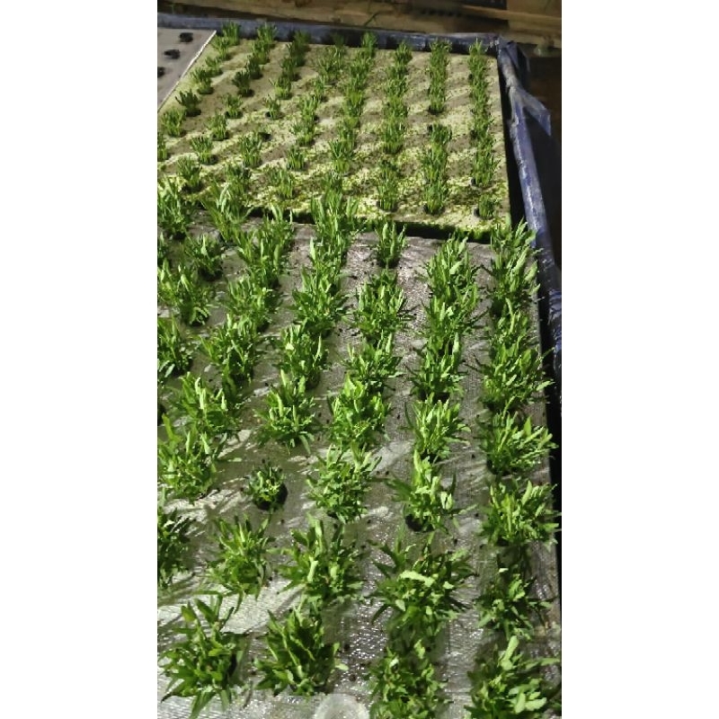 

Kangkung Hidroponik super terjamin enak dan murah