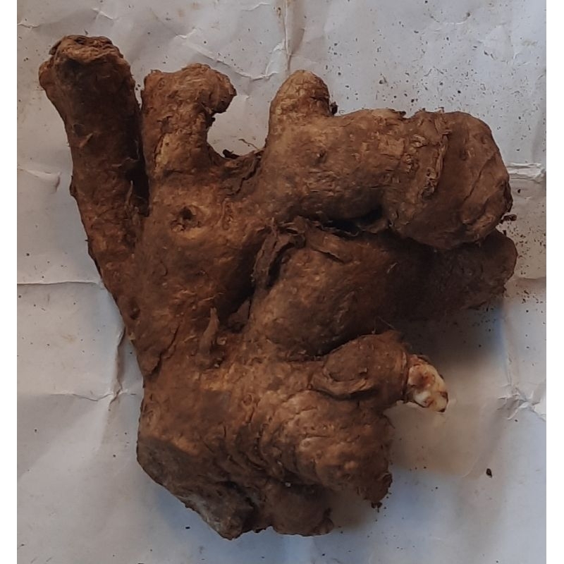 

bangle / banggle ( jamu herbal ) ( 2 ons / 200 gram )