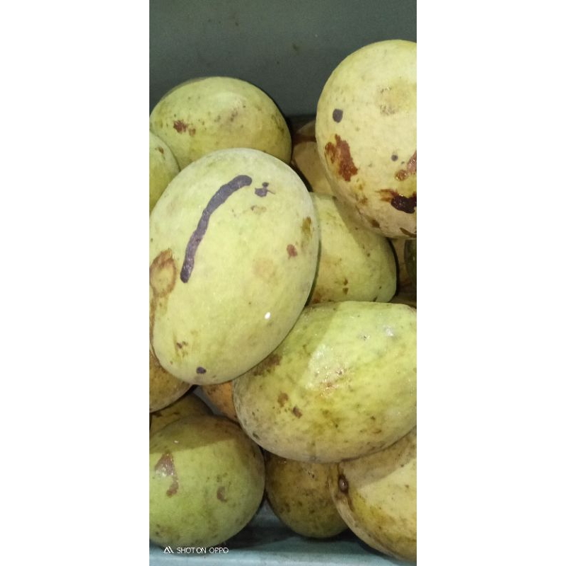 

Mangga pakel/bacang/macang super jumboo 1 kg satu buah