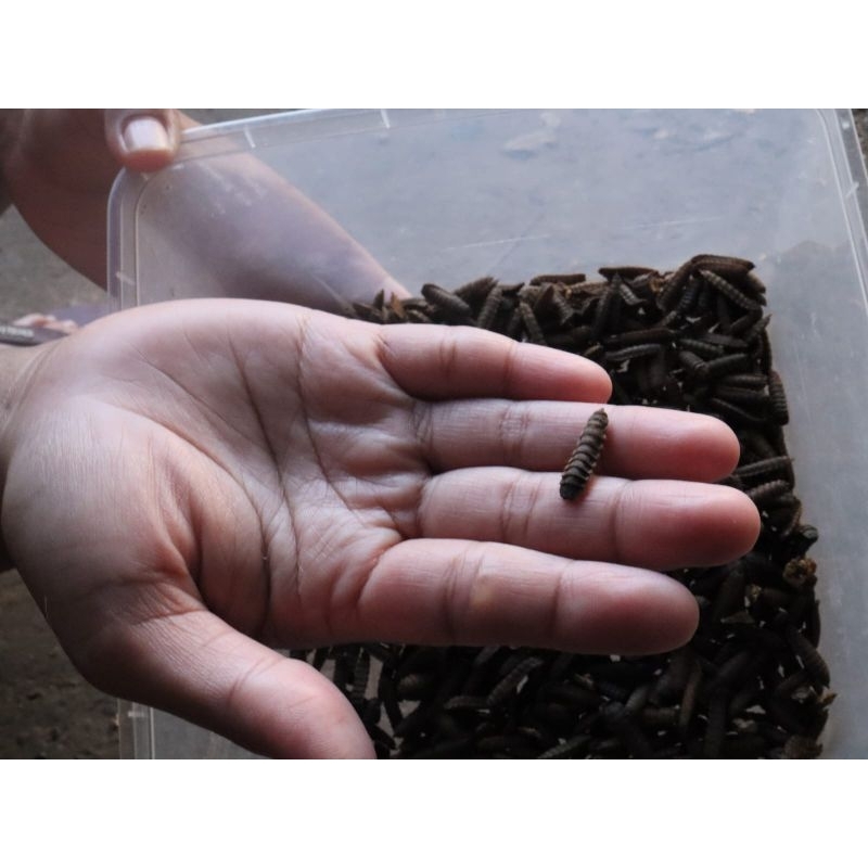 pupa maggot bsf/ kepompong lalat tentara hitam hidup /indukan Maggot BSF size 1,5cm-2,5cm/ minimal p