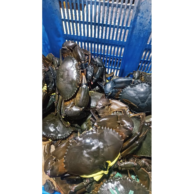 

Kepiting Renjong Rajungan Lauk Segar Pontianak