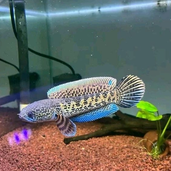 chana AURANTI CB 5-7cm