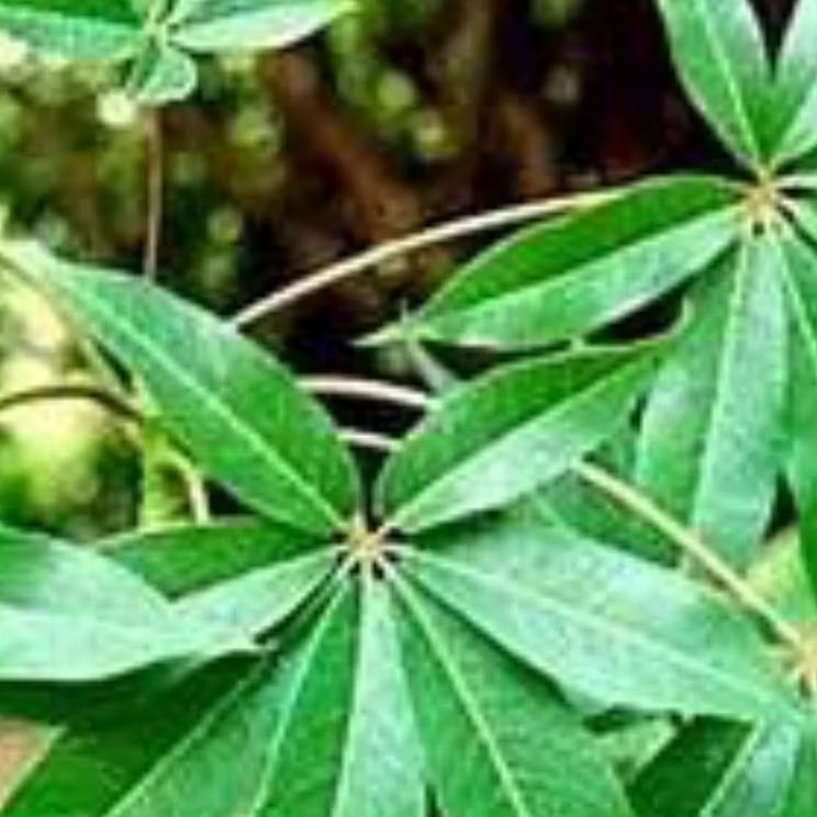 

daun randu segar/250gram