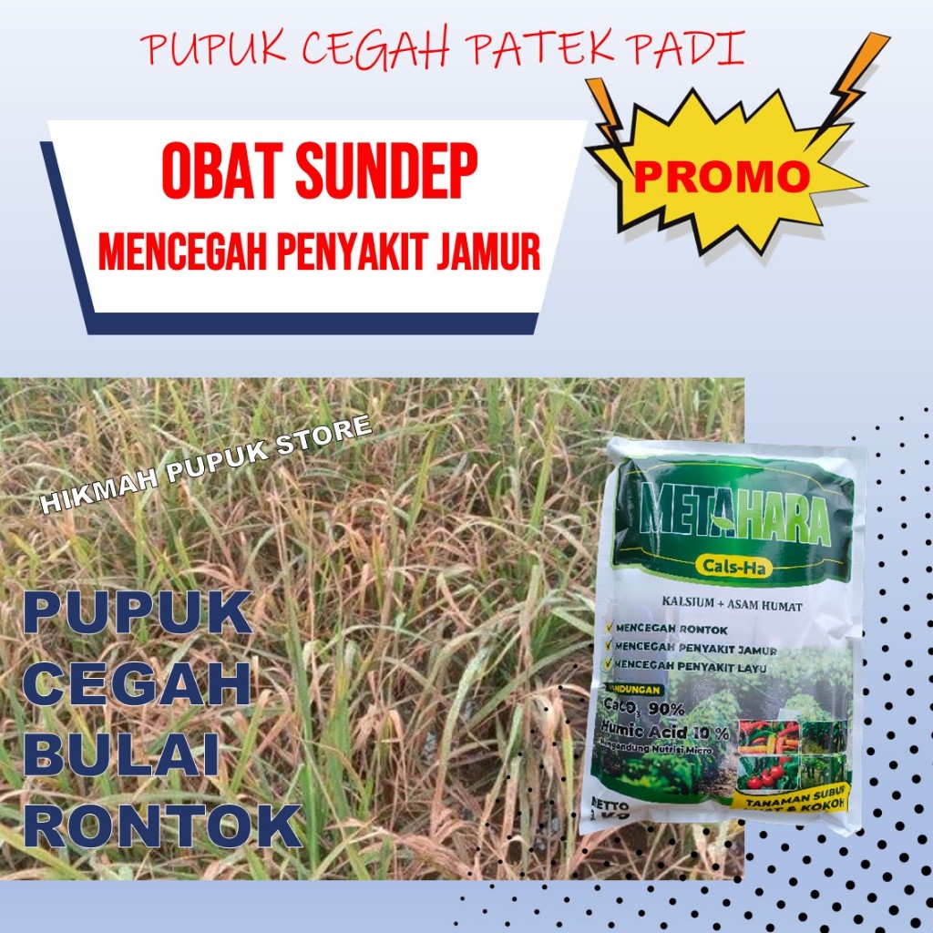PUPUK METAHARA MURAH ATASI KUNING LAYU RONTOK BUAH PADI BUNTING 1 KG PUPUK PADI CAIR TERBAIK PALING 