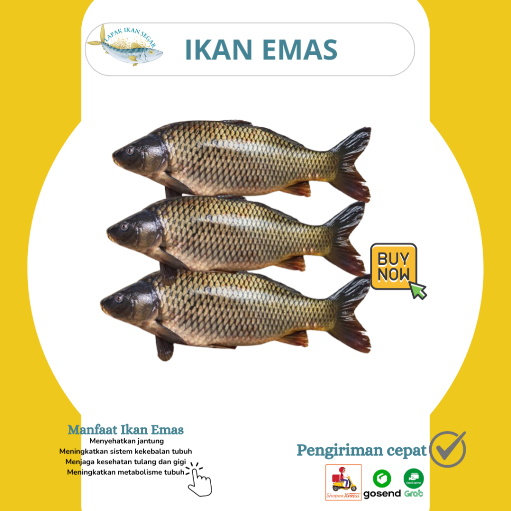 

Ikan Mas / Emas Laut Segar 1Kg