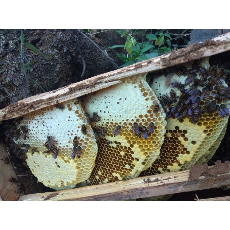 

Madu 100% Asli langsung plus sarang madu