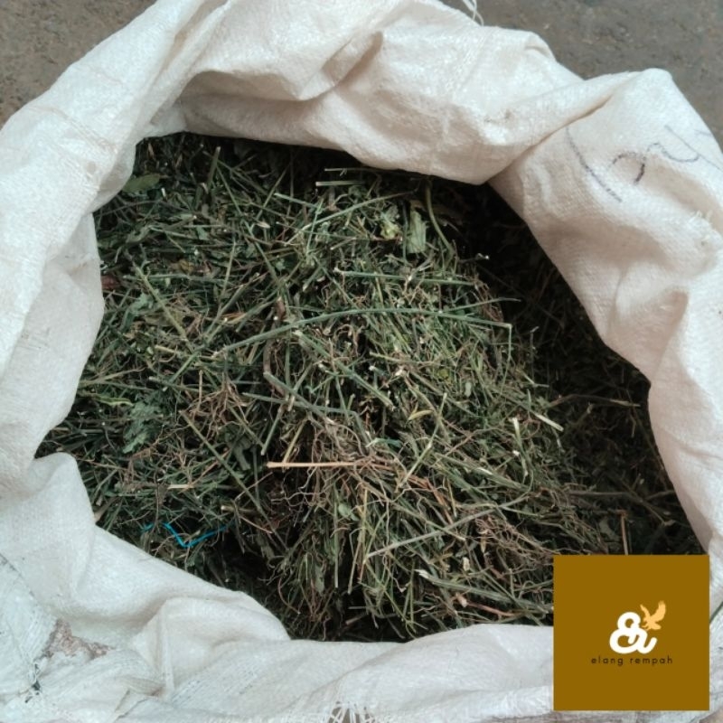 

DAUN SAMBILOTO KERING 1 KG REMPAH JAMU TRADISIONAL