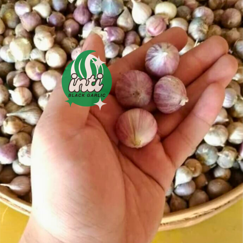 

Varian Bawang Putih Tunggal Super Premium Quality Single Garlic Bawang Putih Lanang Fresh Onion