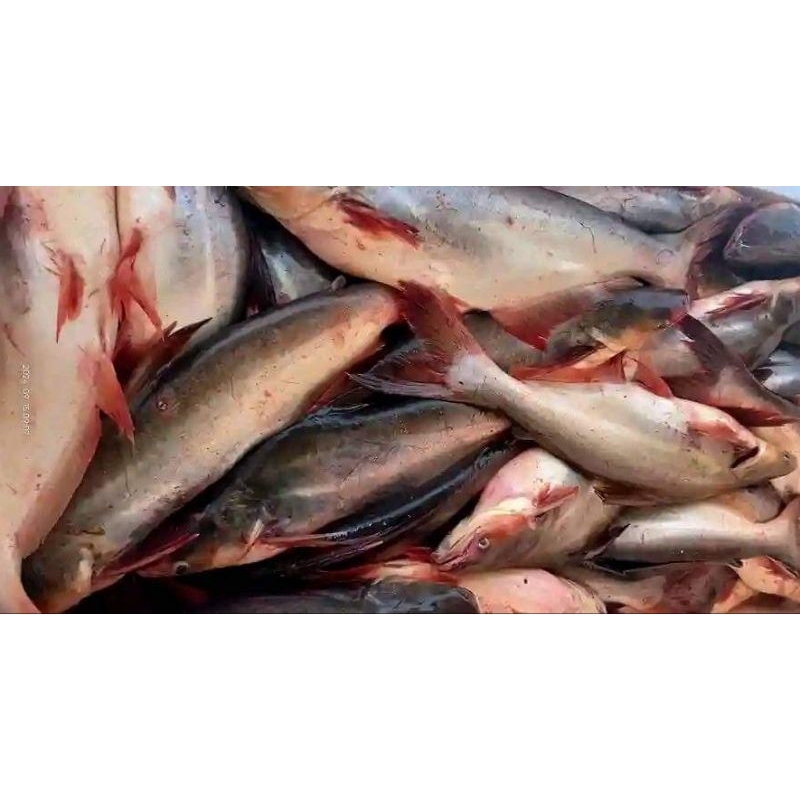 

IKAN PATIN (READY HANYA PAGI)