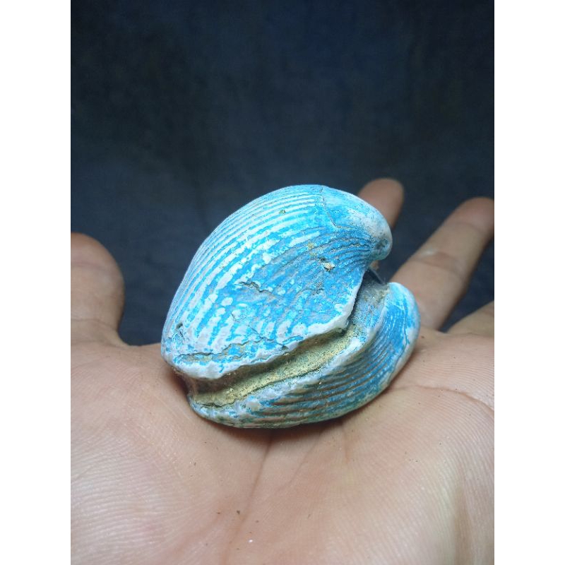 batu fosile kerang dara besar