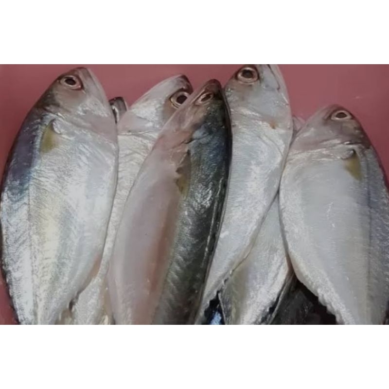 

Ikan Kembung Puket 500 gram