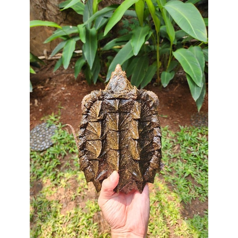 AST Aligator Snapping Turtle