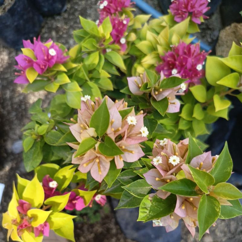 bugenvil grafting dominan Singapore bunga tumpuk