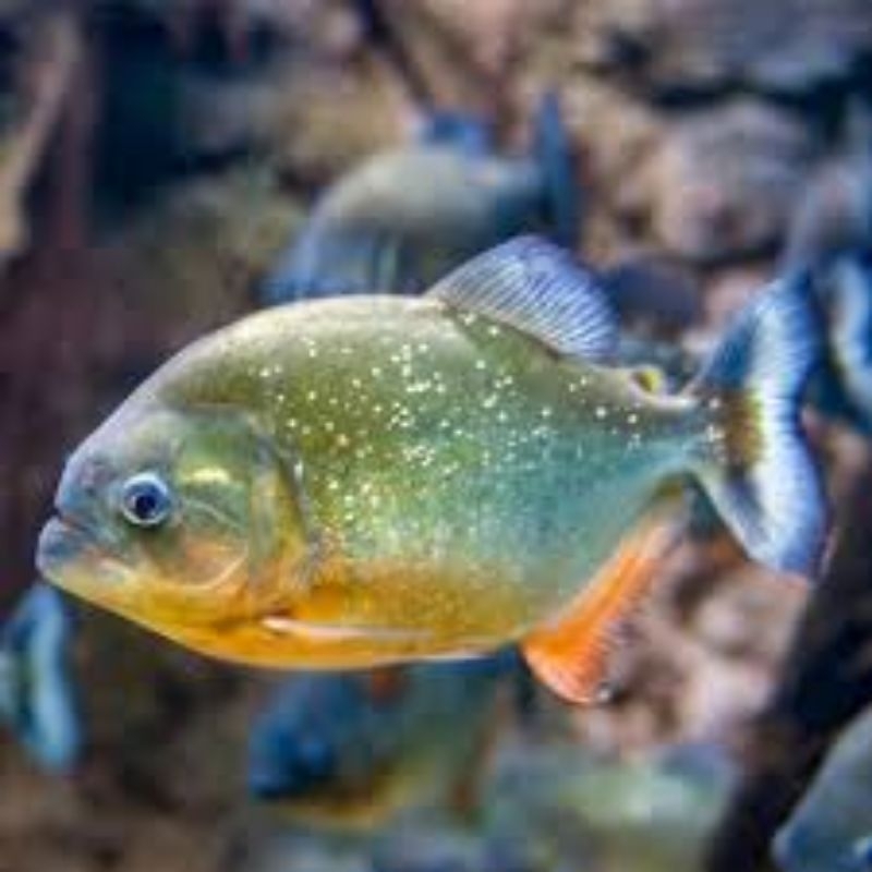Dekorasi Hiasan Akuarium RBP/Red Bellie PIranha