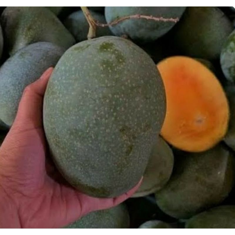 fresh cangkok mangga manalagi