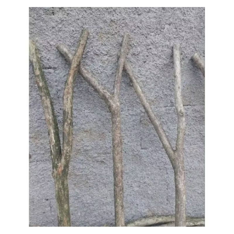 

batang kayu kopi panjang 2 meter