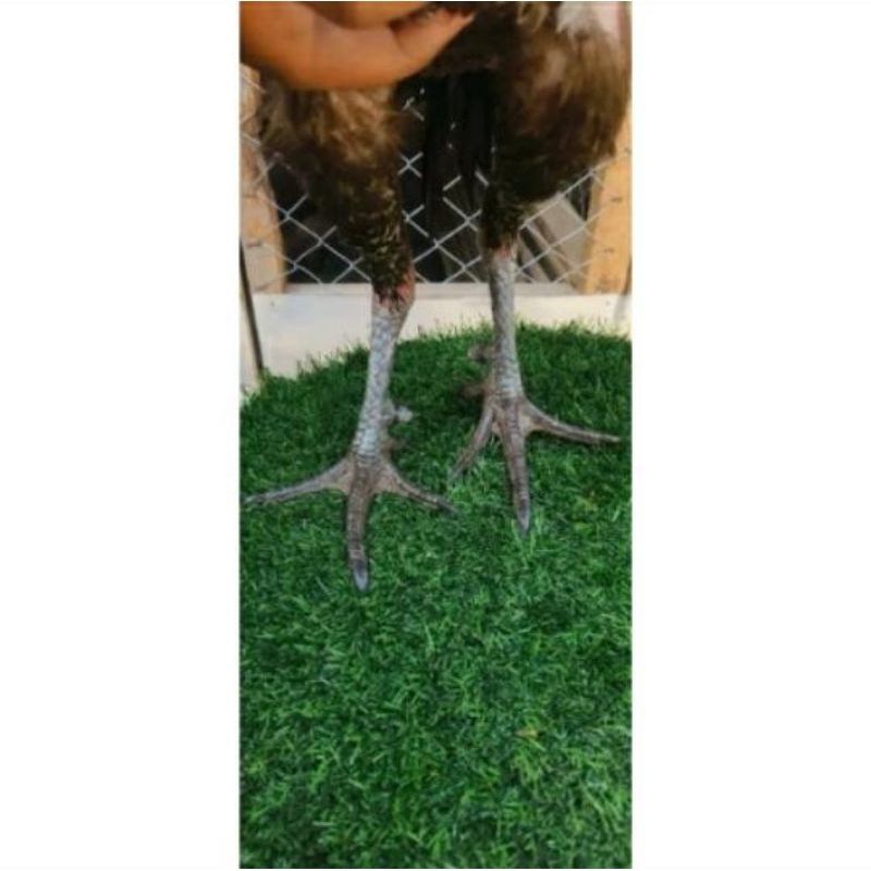 3 BUTIR TELUR TETAS AYAM PAMA GEN ASLI