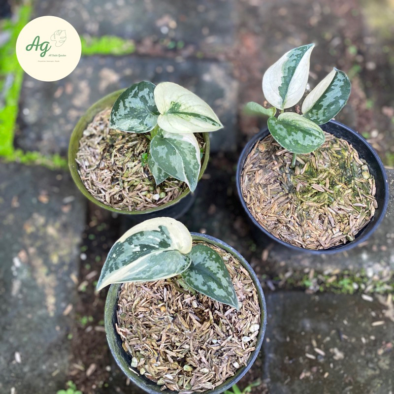 scindapsus mayari varigata