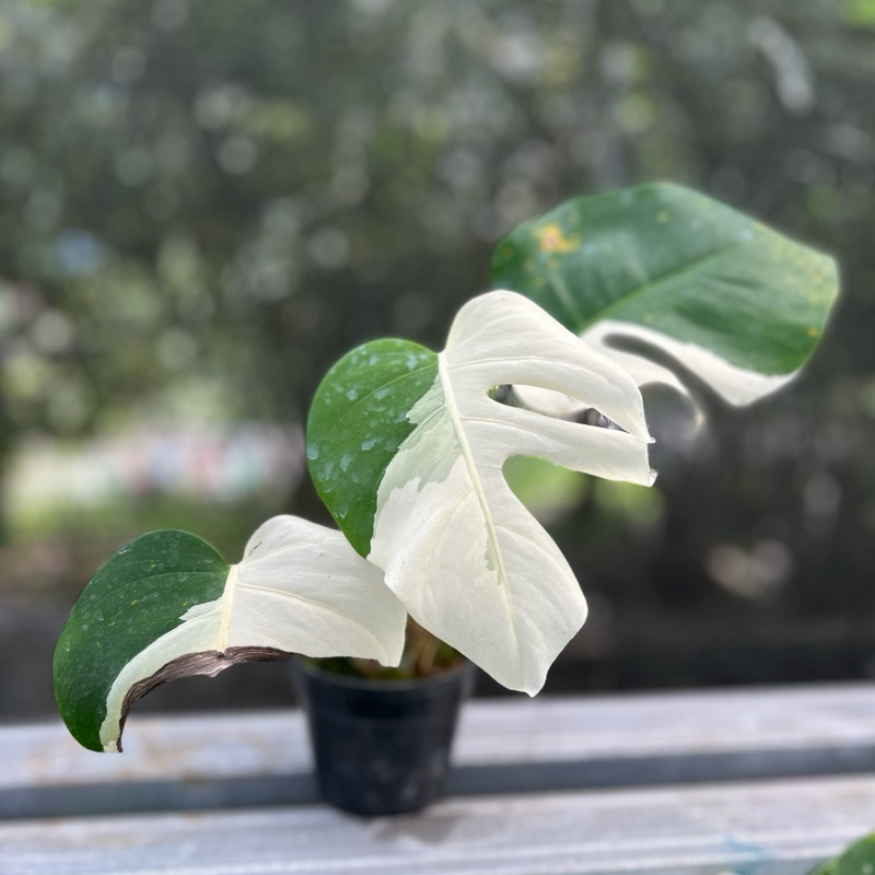 Monstera Holland Albo Variegata