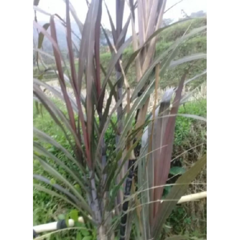 

daun tebu hitam segar 500 grm