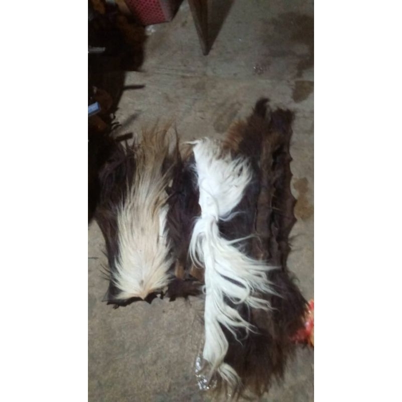 ekor suri kuda borongan