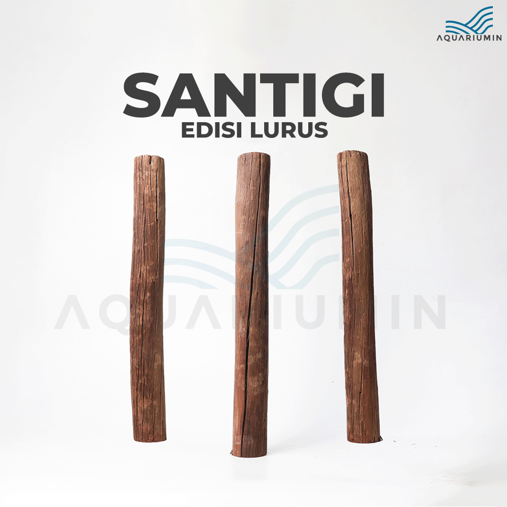 Kayu Santigi Gunung / Santigi Wood Aquascape Tipe LURUS Aquarium