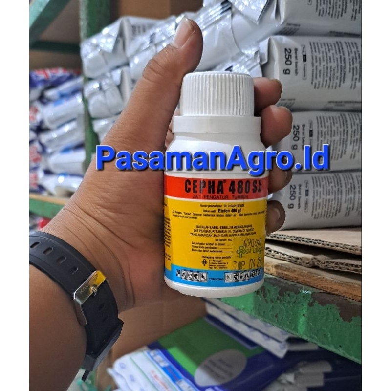 CEPHA 480 SL - 100 ML