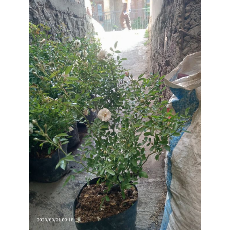 MAWAR INDUKAN / MAWAR BESAR BERBUNGA