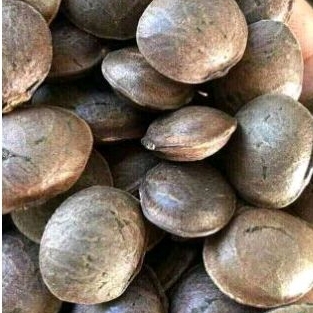 Bibit Sacha Inchi /Sacha Inchi per biji Omega 3,6,9 minyak ikan.