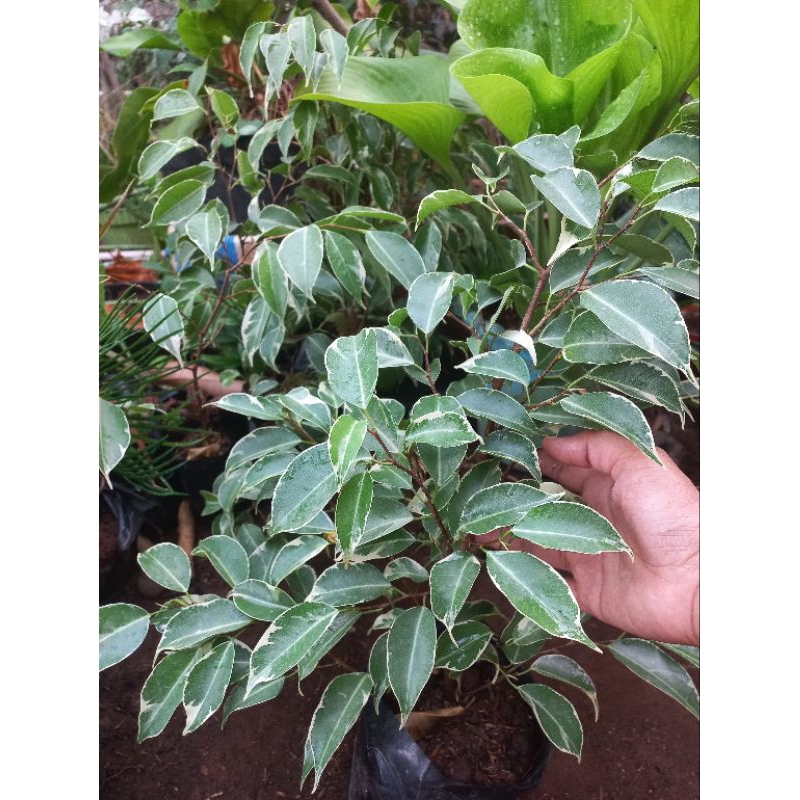 beringin varigata / bahan bonsai