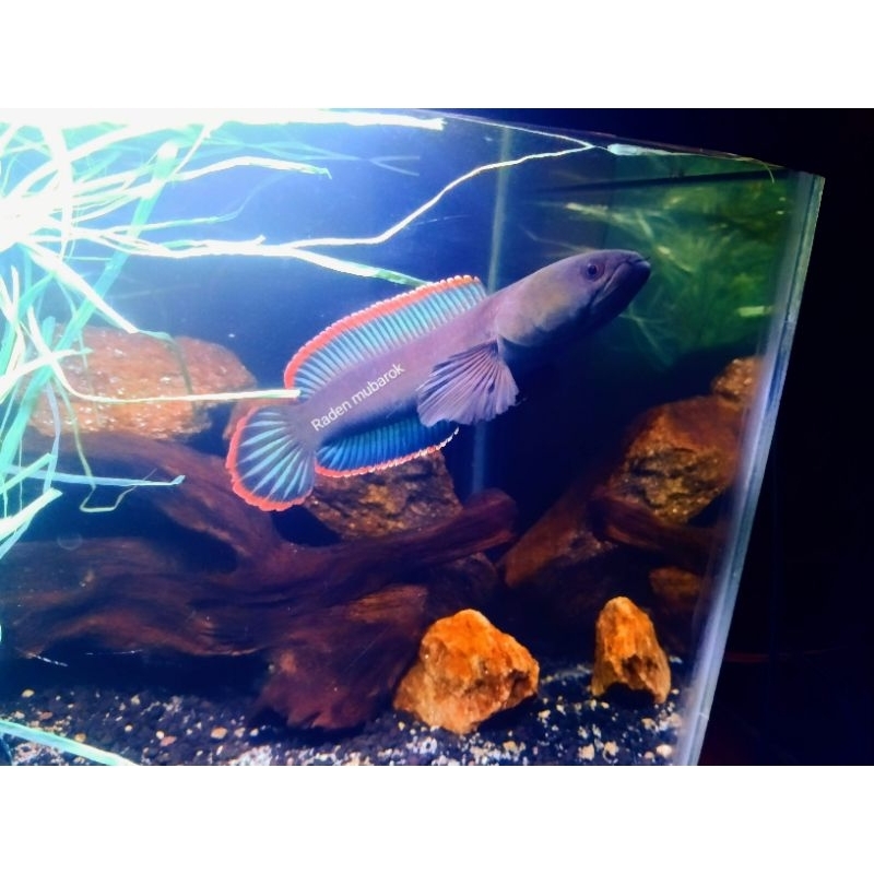 Canna Limbata Wc Lampung Tanggamus