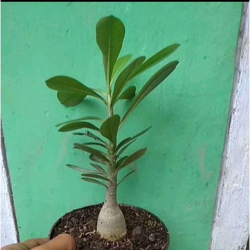adenium arabicum bunga merah/kamboja jepang