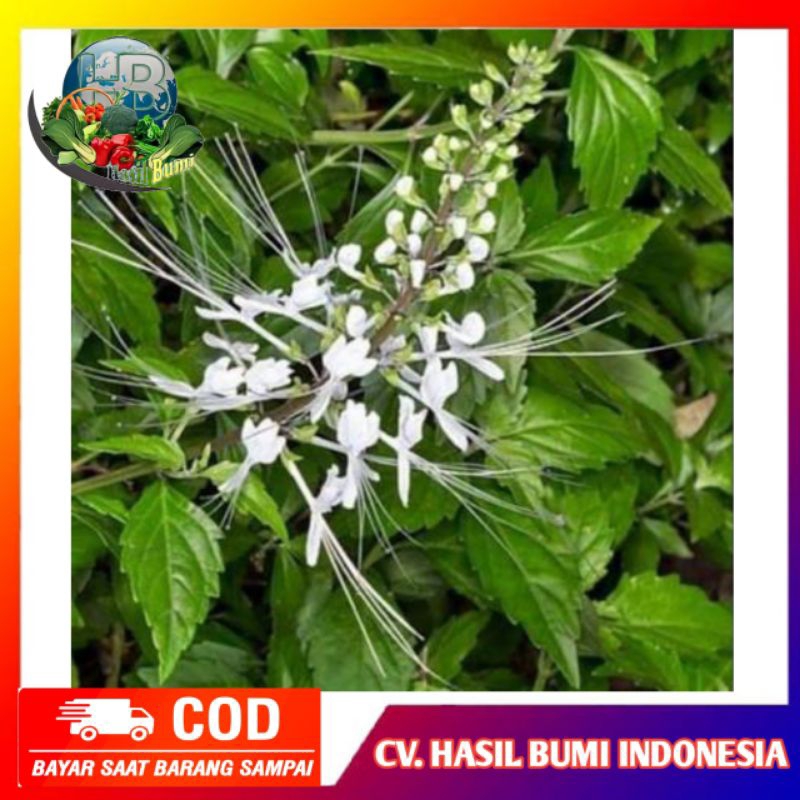 

Daun kumis kucing segar 100gram Organik