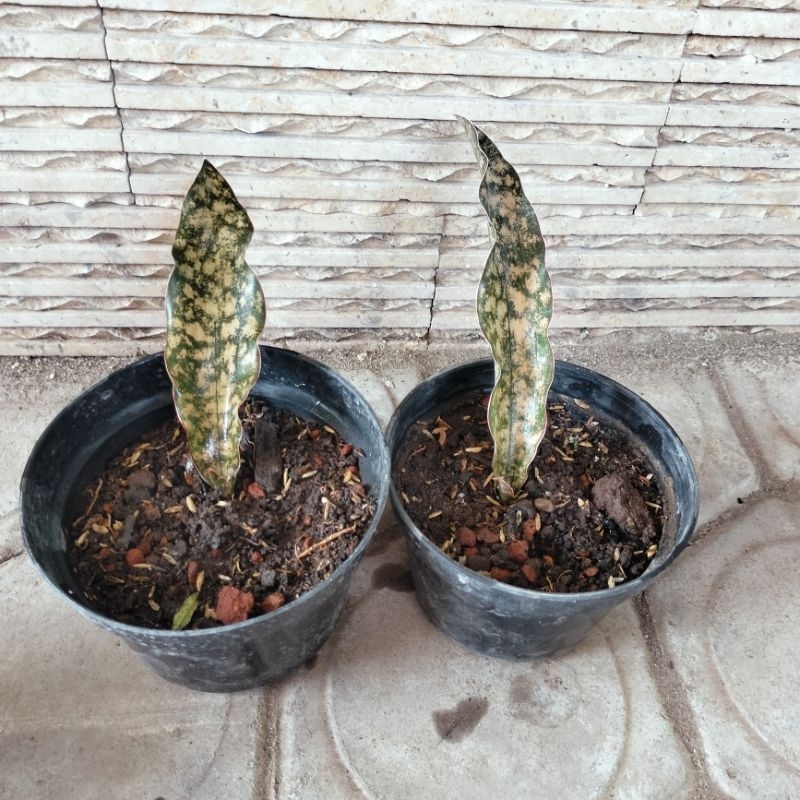 Sansevieria Kirkii Copertone