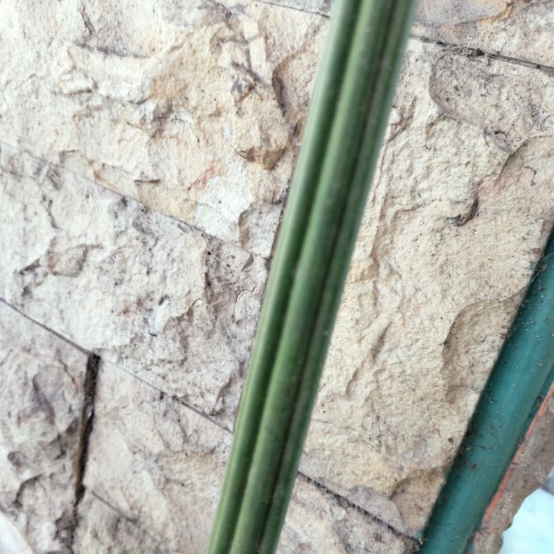 Sansevieria stuckyi tmbak raja