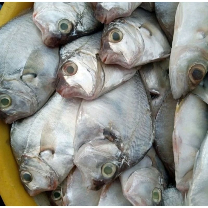 

Ikan Laut Petek Petek Fresh Segar