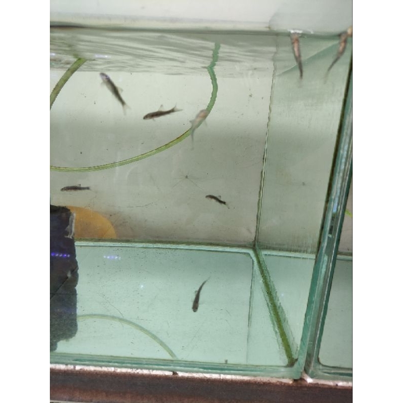 Sticker Gararufa / Algae Eater