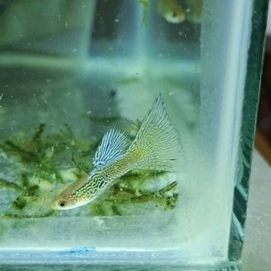 Packing box Guppy Blue Lace Cantik