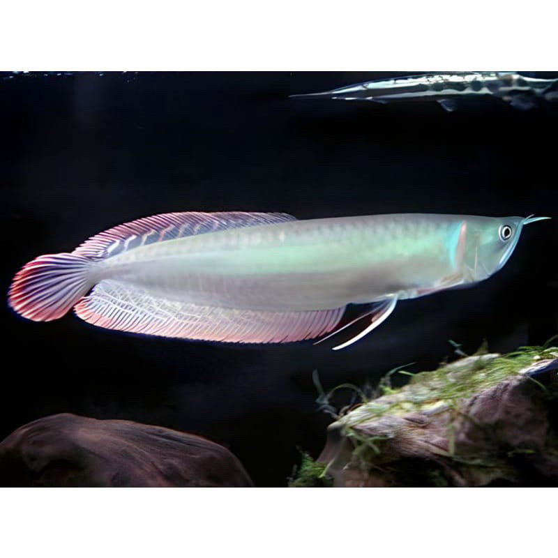ikan hias arwana Silver Red/ Brazil 13-14 cm