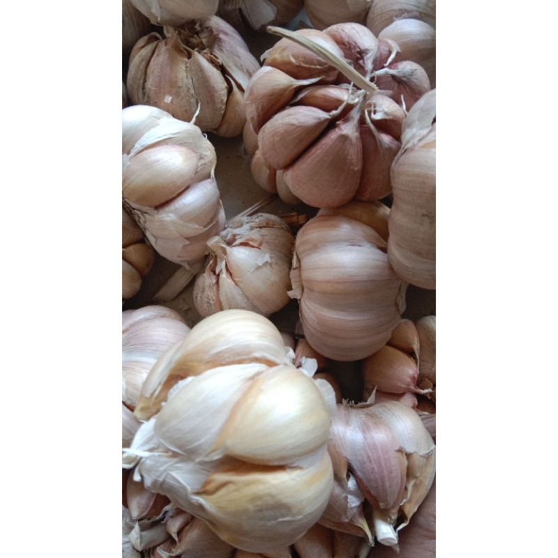 

bawang putih sico