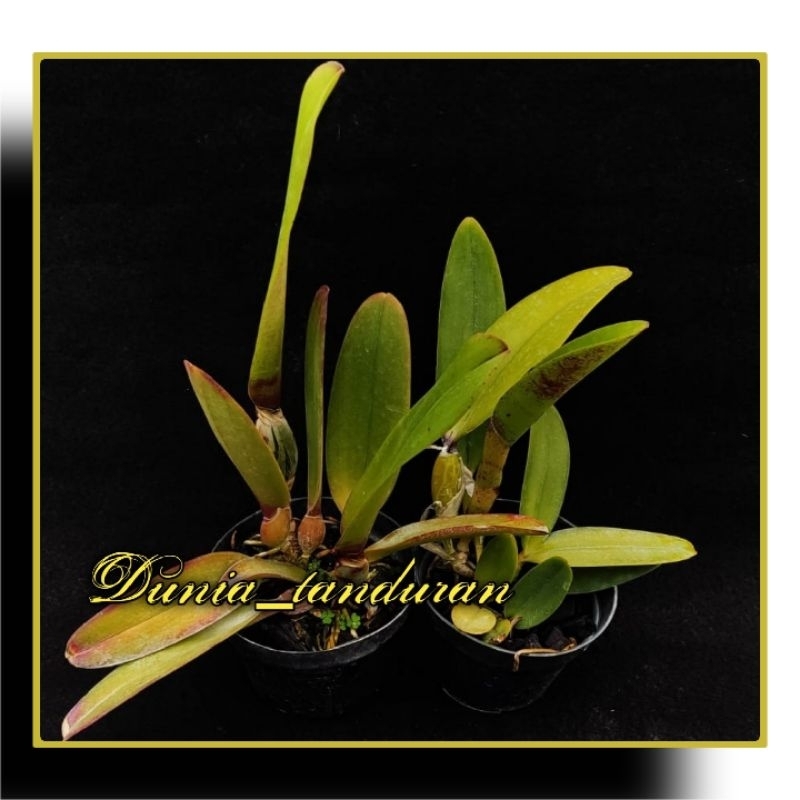 Anggrek Catleya dewasa ( siap bunga )