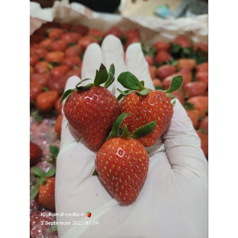 

stroberi 1kg