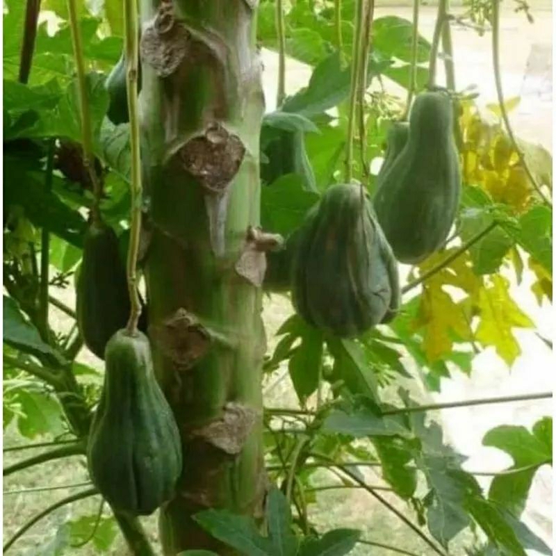 

akar pepaya gantung segar 500gr