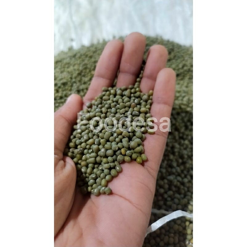 

Kacang Hijau Wakema untuk pembuatan Toge tauge