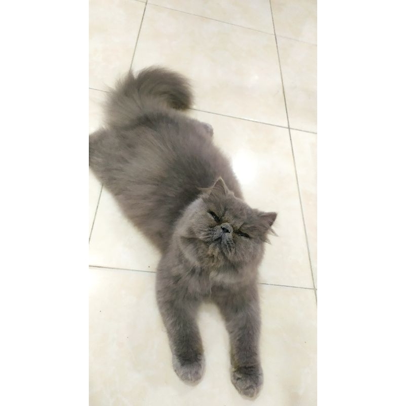 kucing persia peaknose flatnose himalaya ragdoll midol longhair abu solid blue solid