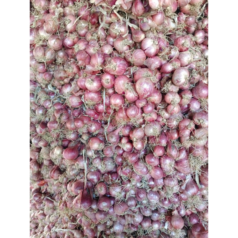

Bawang merah