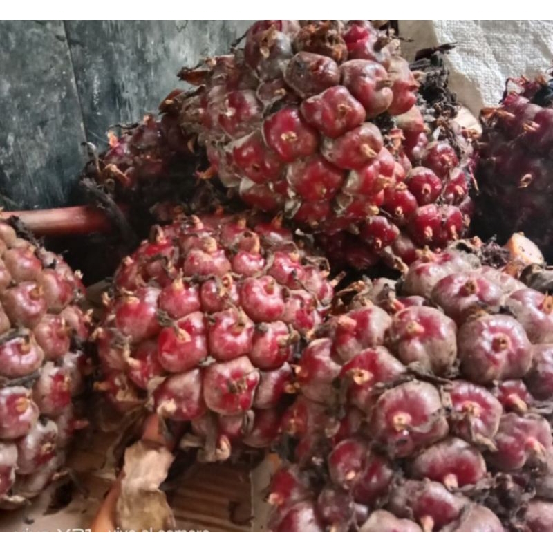 

buah keombrang merah laka