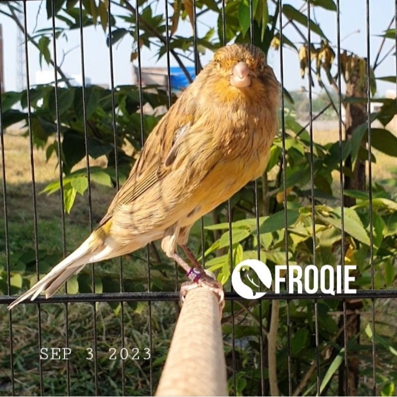 Kenari F2YS King Size Jantan - Free Ongkir