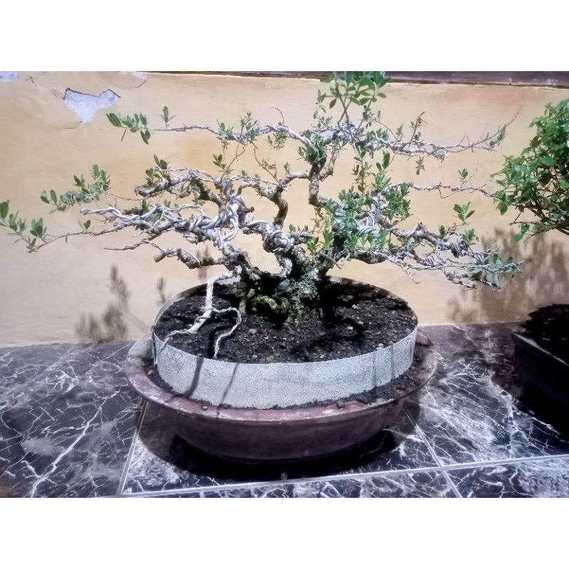 bonsai pohon santeki