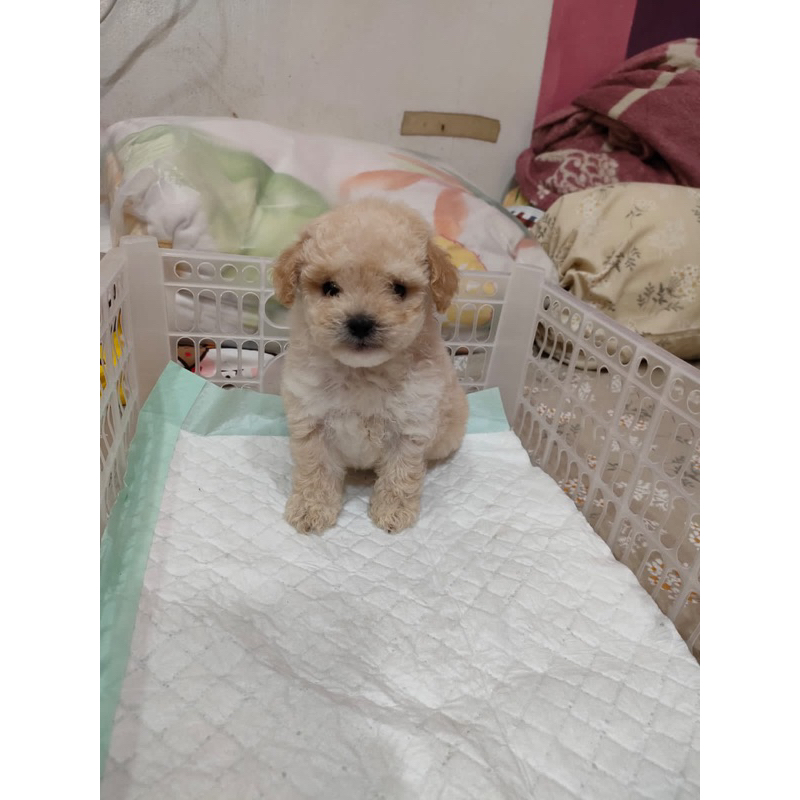 Toy Poodle Apricot Female Rekber